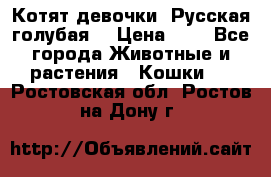 Котят девочки “Русская голубая“ › Цена ­ 0 - Все города Животные и растения » Кошки   . Ростовская обл.,Ростов-на-Дону г.